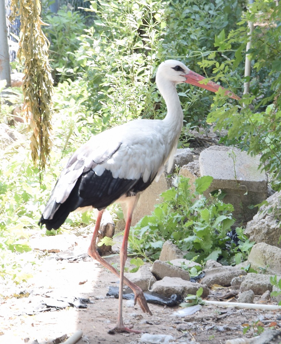 White Stork - ML278557811