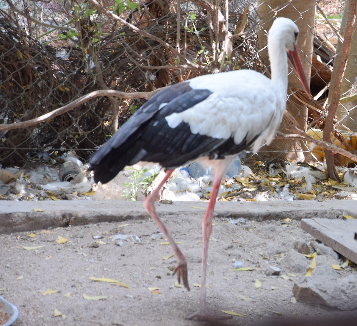 White Stork - Sun Madakan