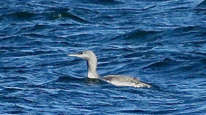 Red-throated Loon - ML278558291