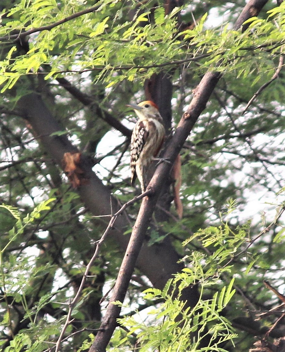 Yellow-crowned Woodpecker - Avishek Adhikary
