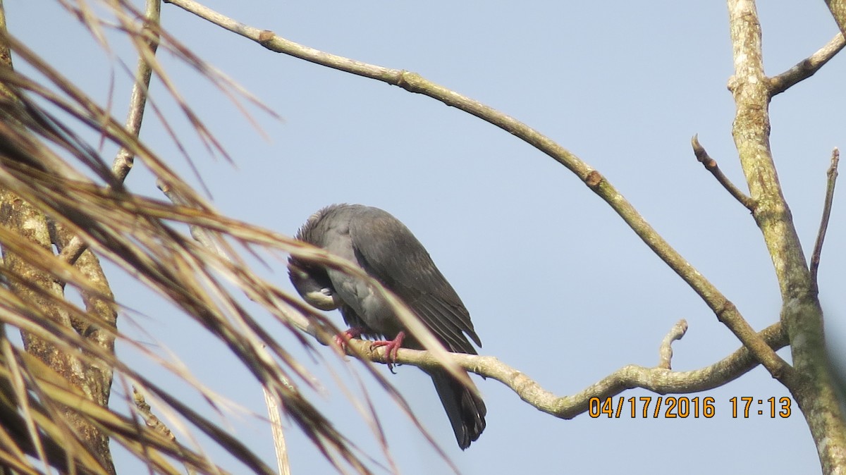 White-crowned Pigeon - ML27856481