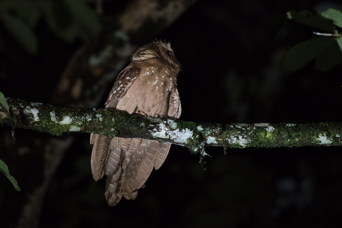 Large Frogmouth - ML278565431
