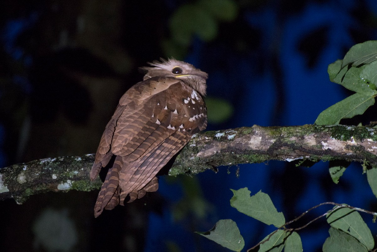 Large Frogmouth - ML278565521