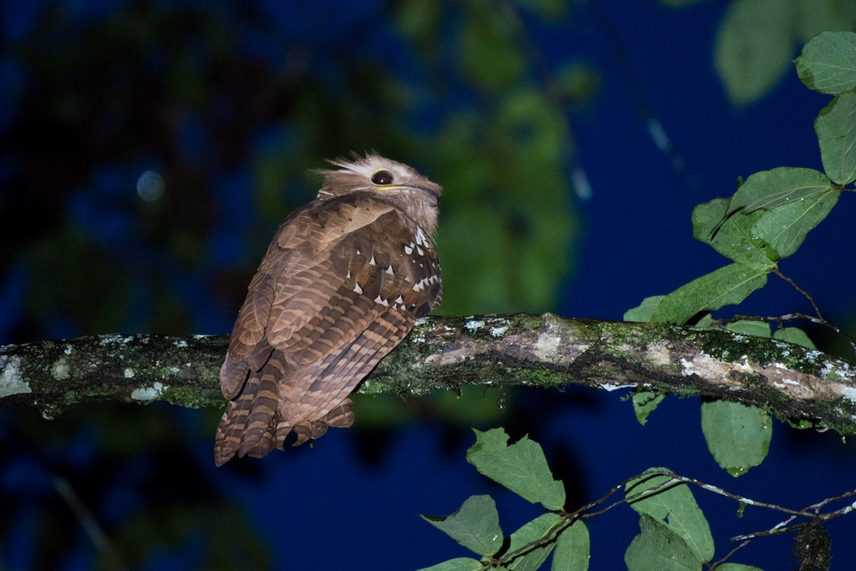 Large Frogmouth - ML278565541