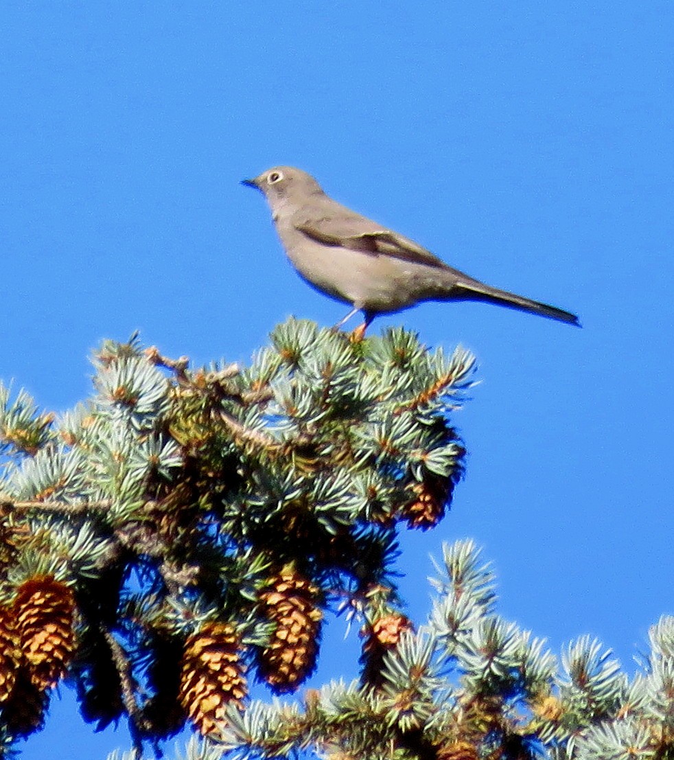 Townsend's Solitaire - ML278566401