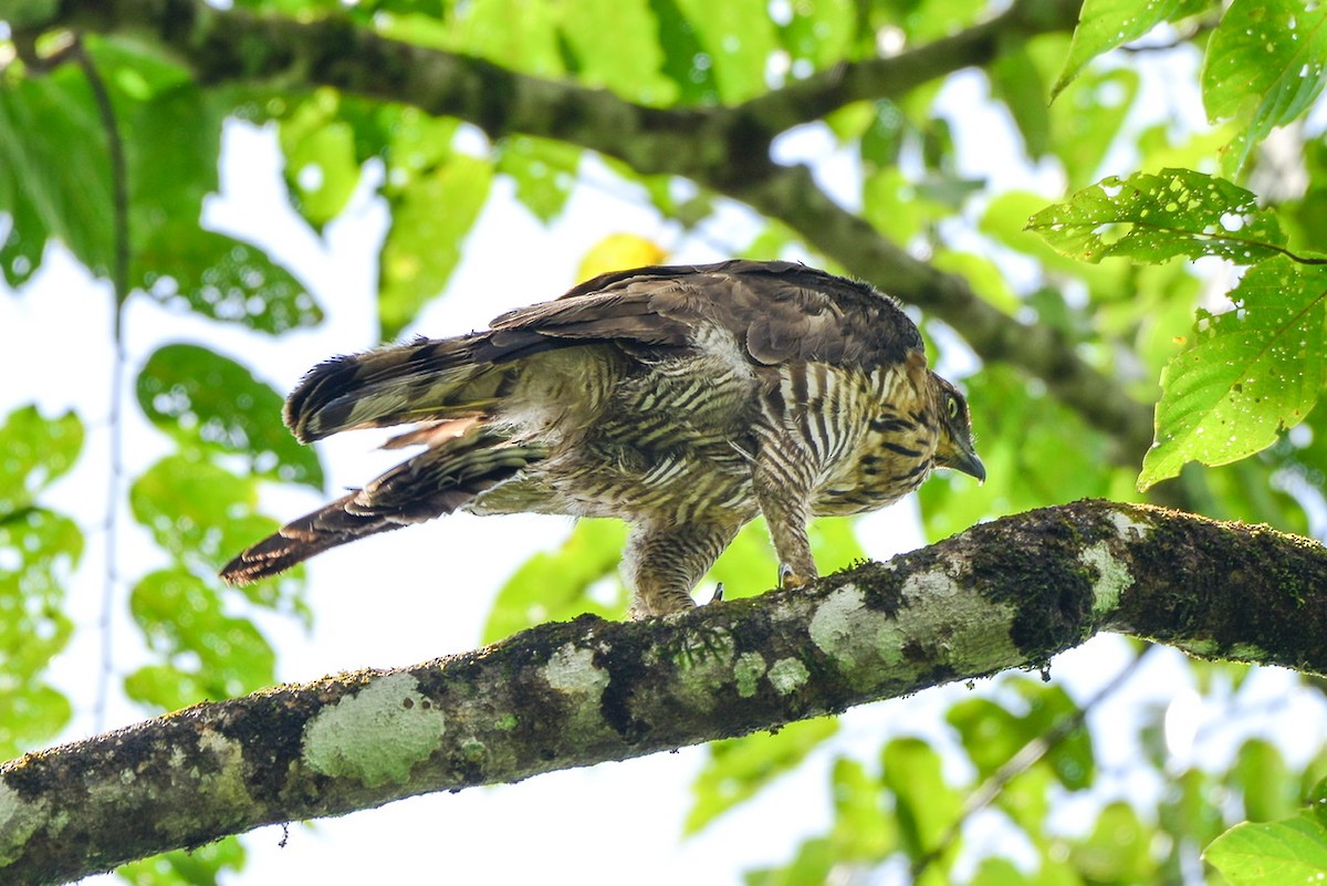 Wallace's Hawk-Eagle - Harn Sheng Khor