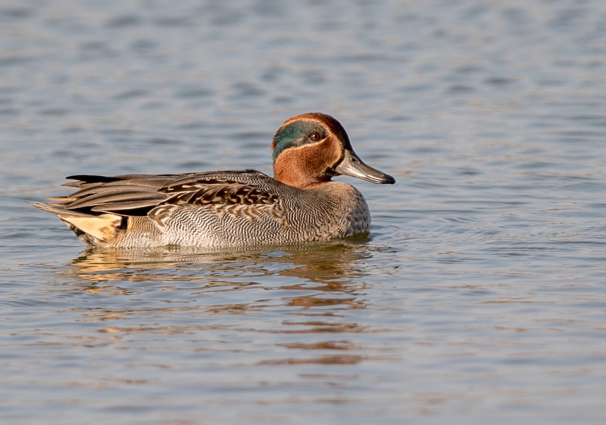 Green-winged Teal - ML278567231