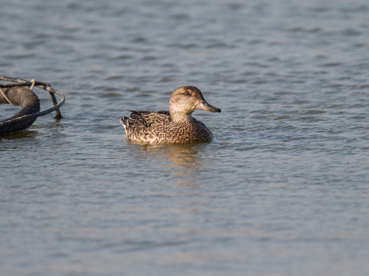 Green-winged Teal - ML278567251