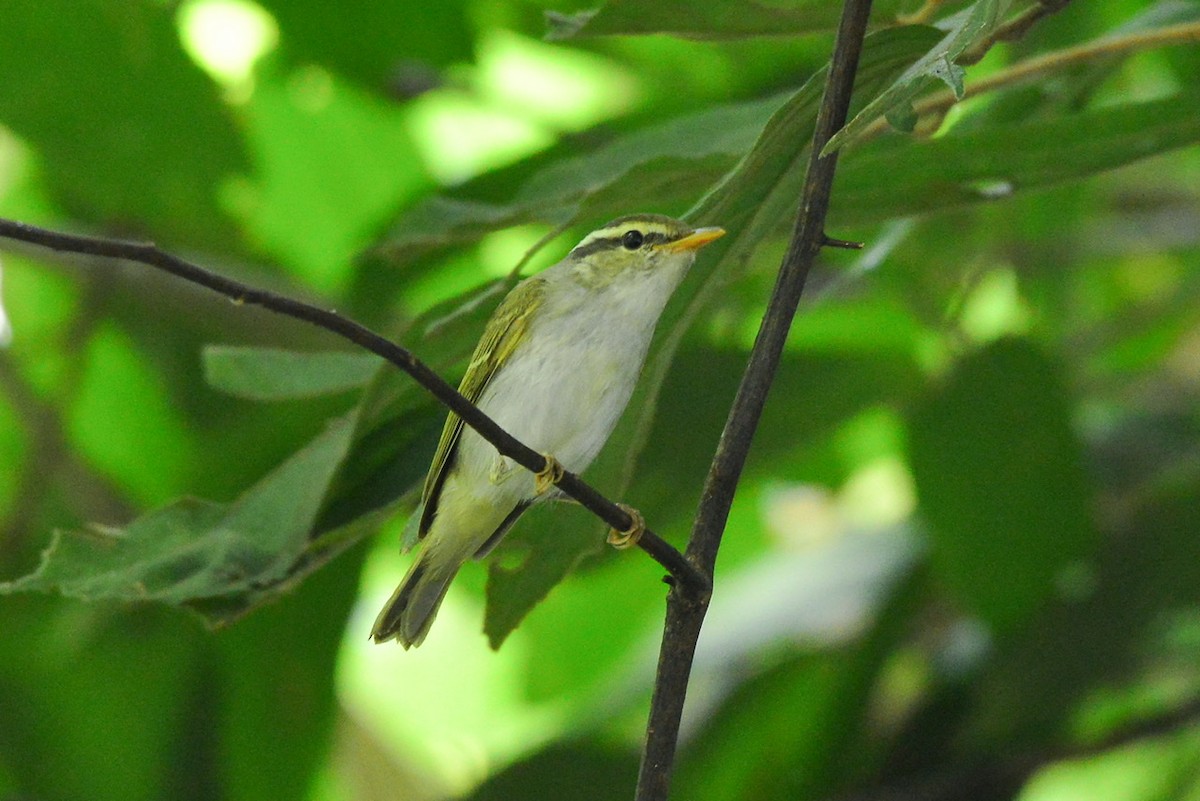 Eastern Crowned Warbler - Harn Sheng Khor