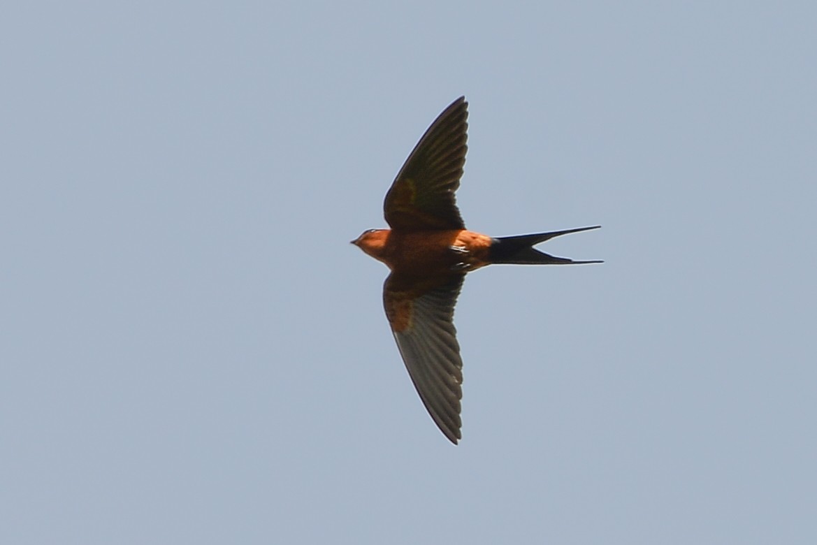 Rufous-bellied Swallow - Harn Sheng Khor