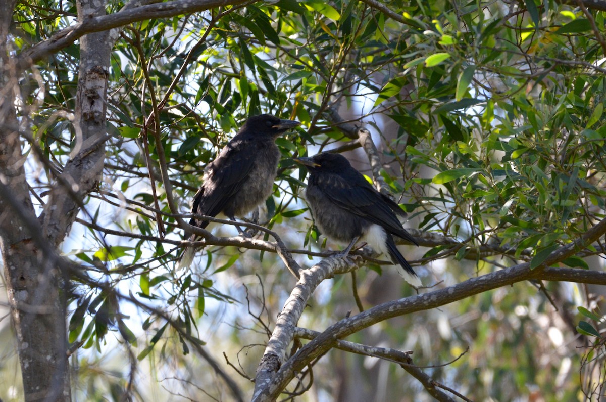 Pied Currawong - ML278576421