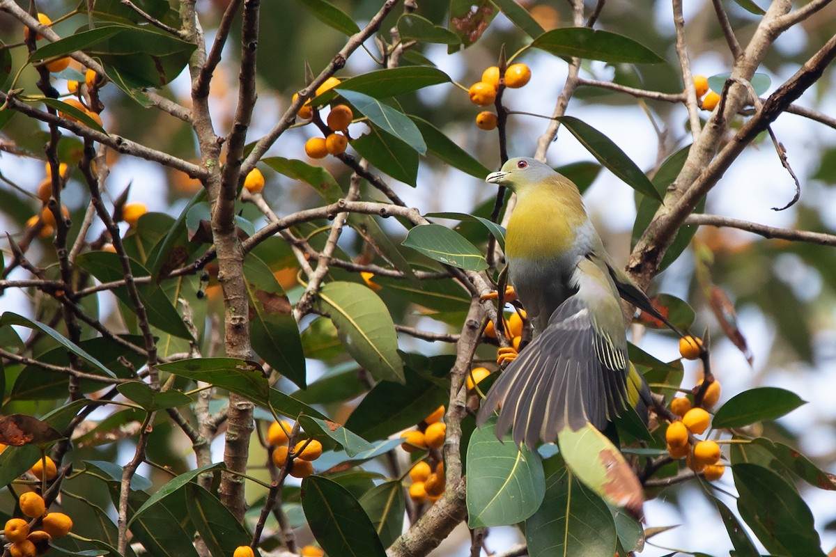 Yellow-footed Green-Pigeon - Ayuwat Jearwattanakanok