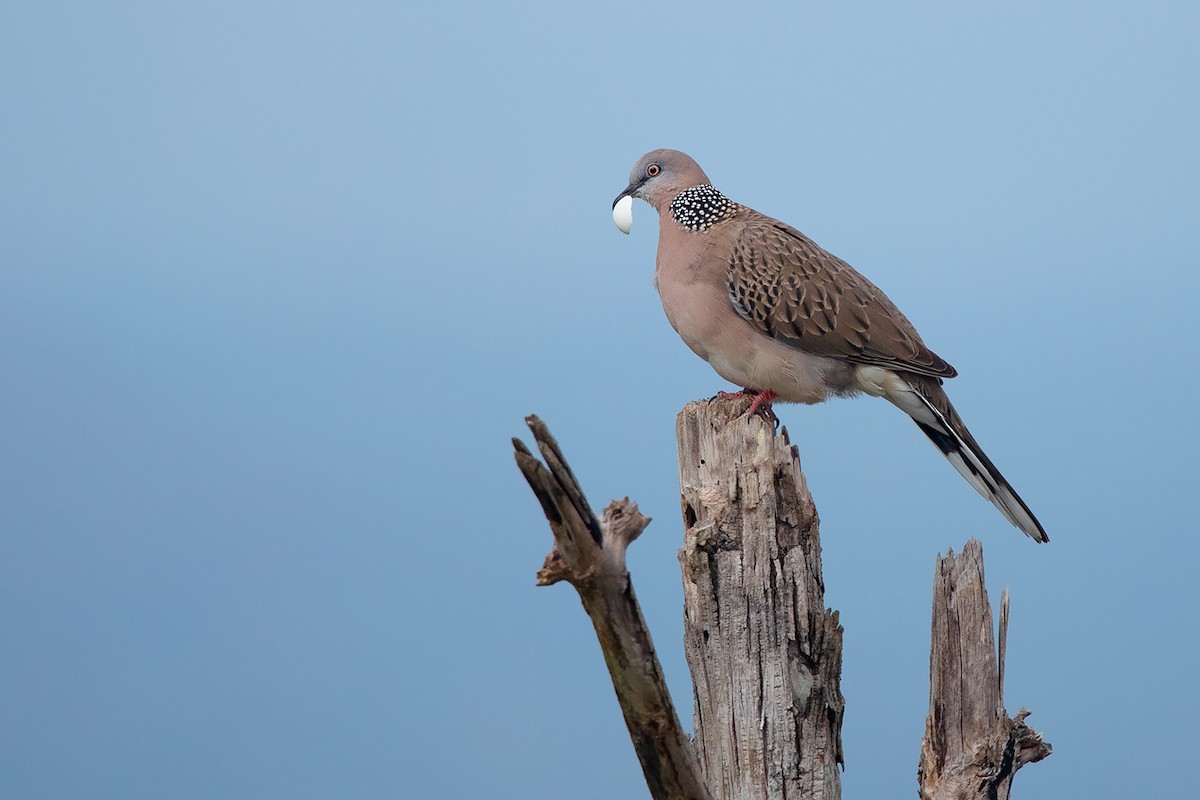 Spotted Dove (Eastern) - ML278580441