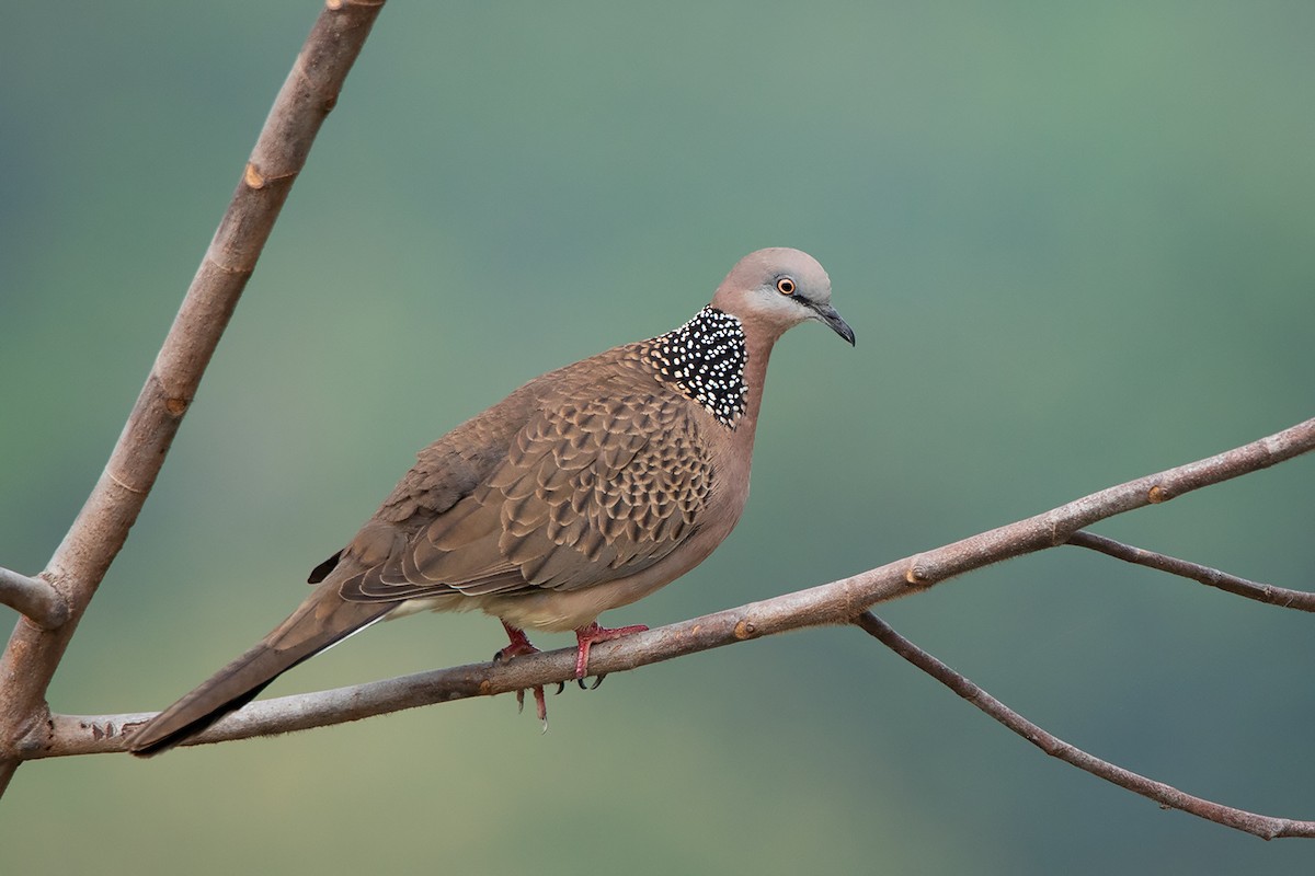 Spotted Dove (Eastern) - ML278580461