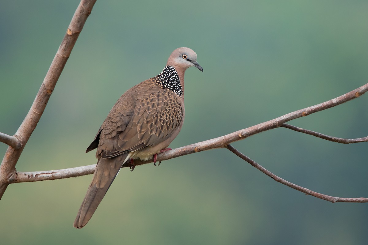 Spotted Dove (Eastern) - ML278580471