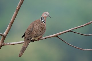 Spotted Dove (Eastern), ML278580471