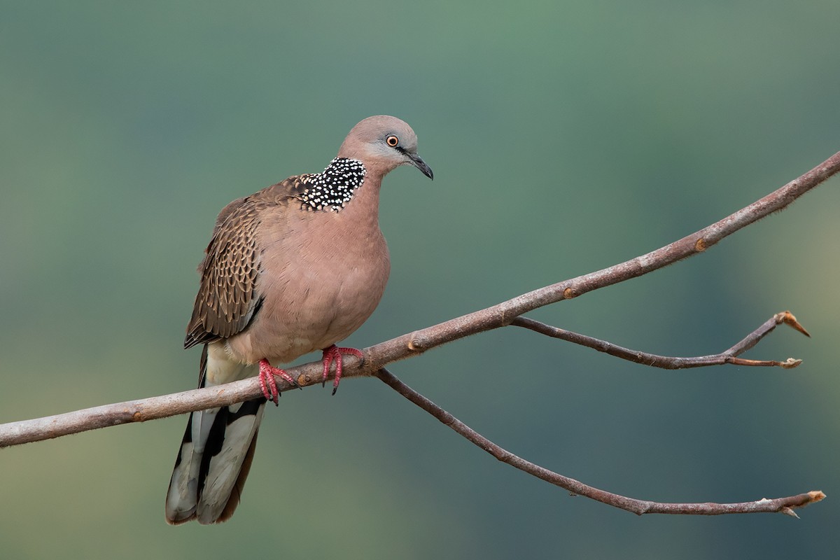 Spotted Dove (Eastern) - ML278580531
