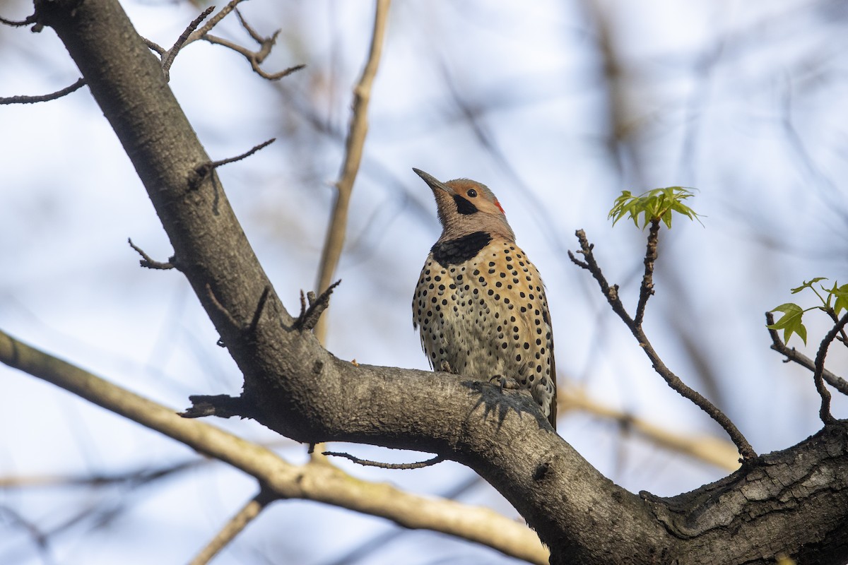 Northern Flicker (Yellow-shafted) - ML278580781