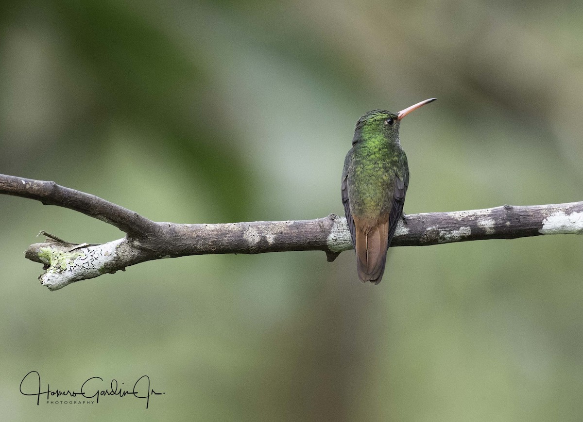 Rufous-tailed Hummingbird - Homer Gardin