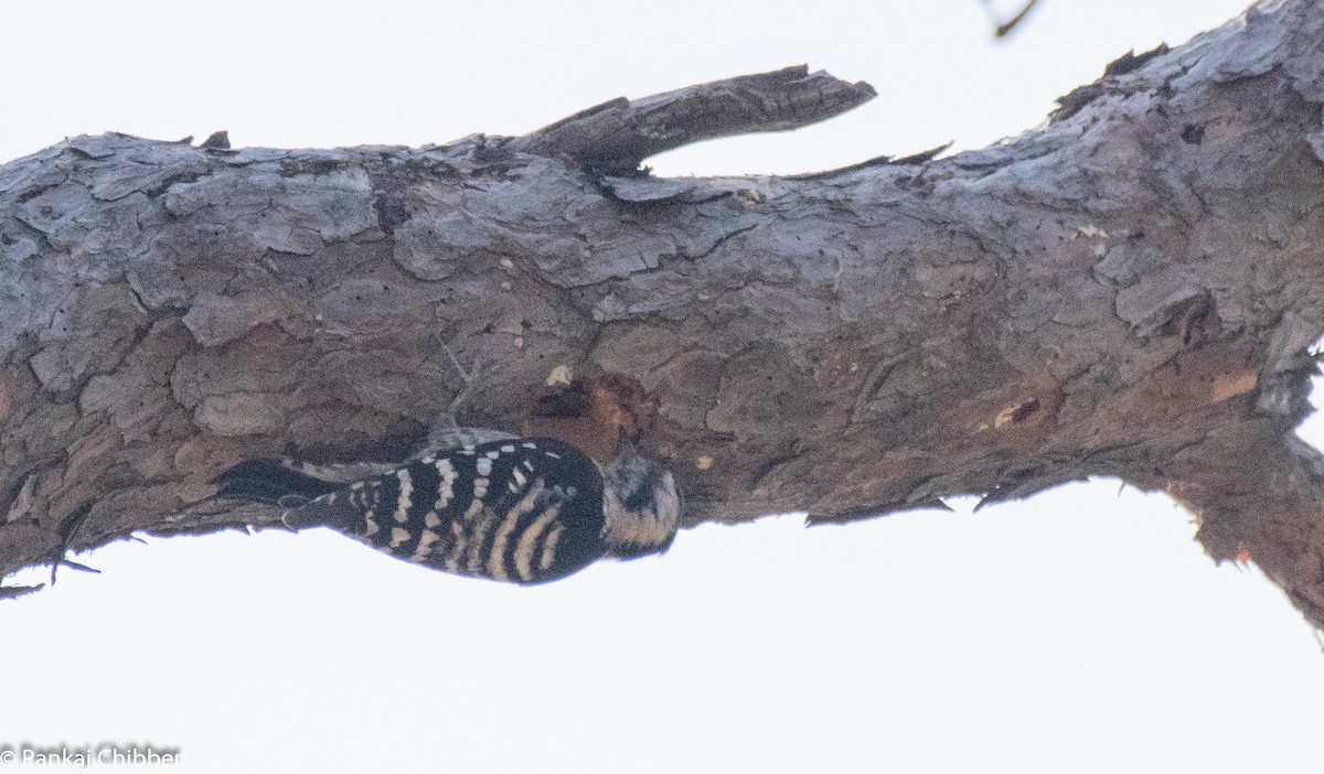 Gray-capped Pygmy Woodpecker - ML278584081