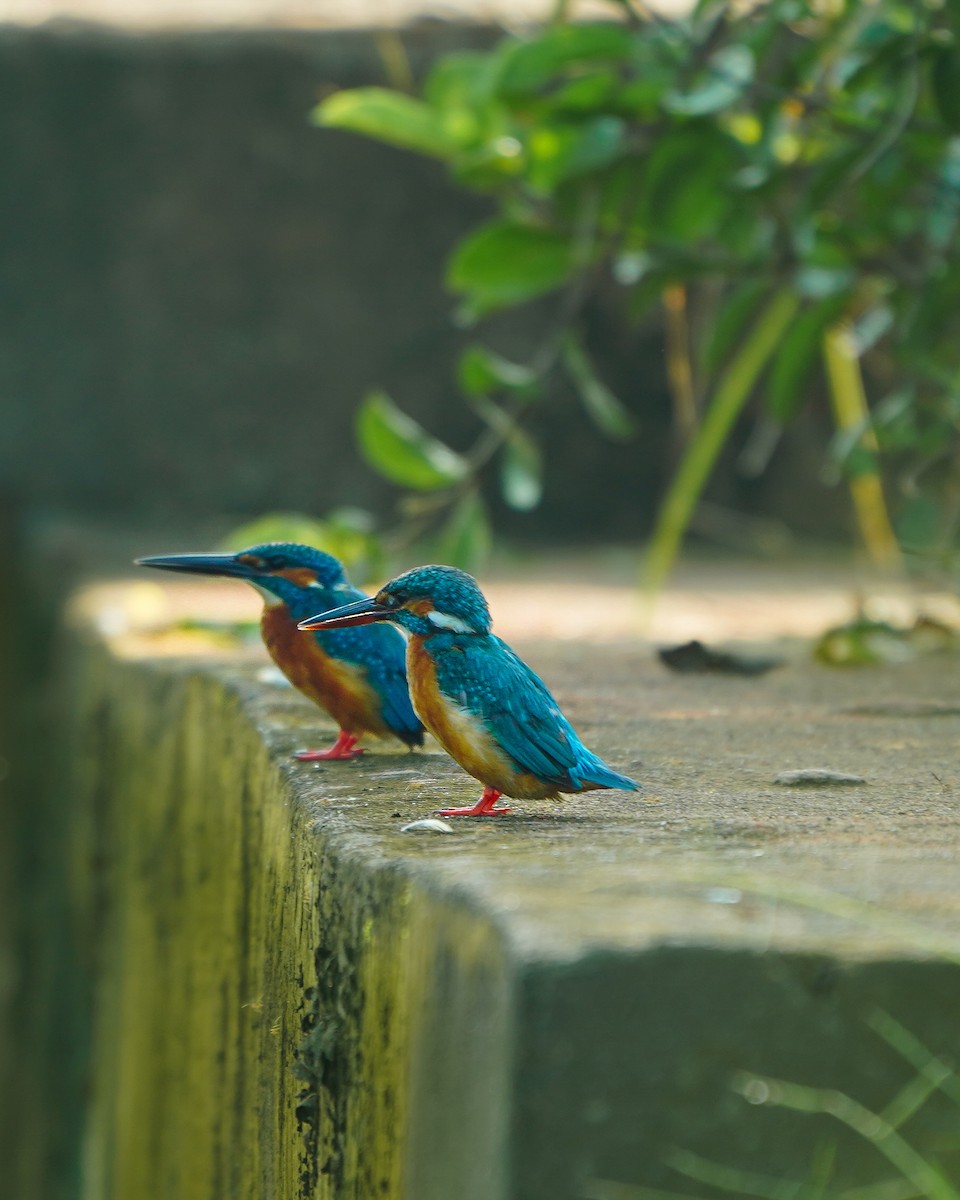 Common Kingfisher - Ajay prakash