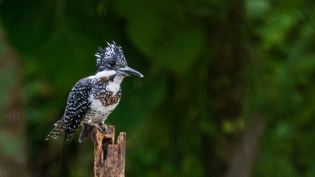 Crested Kingfisher - ML278593541