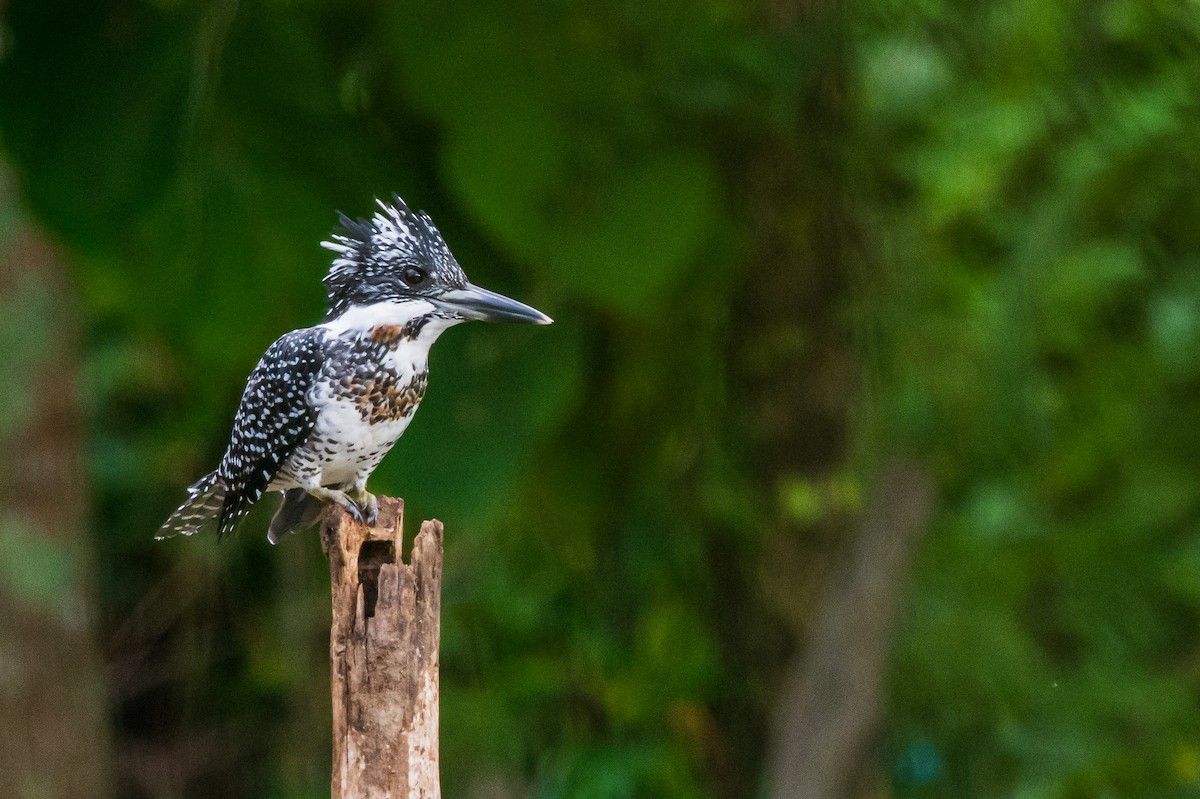 Crested Kingfisher - ML278593551