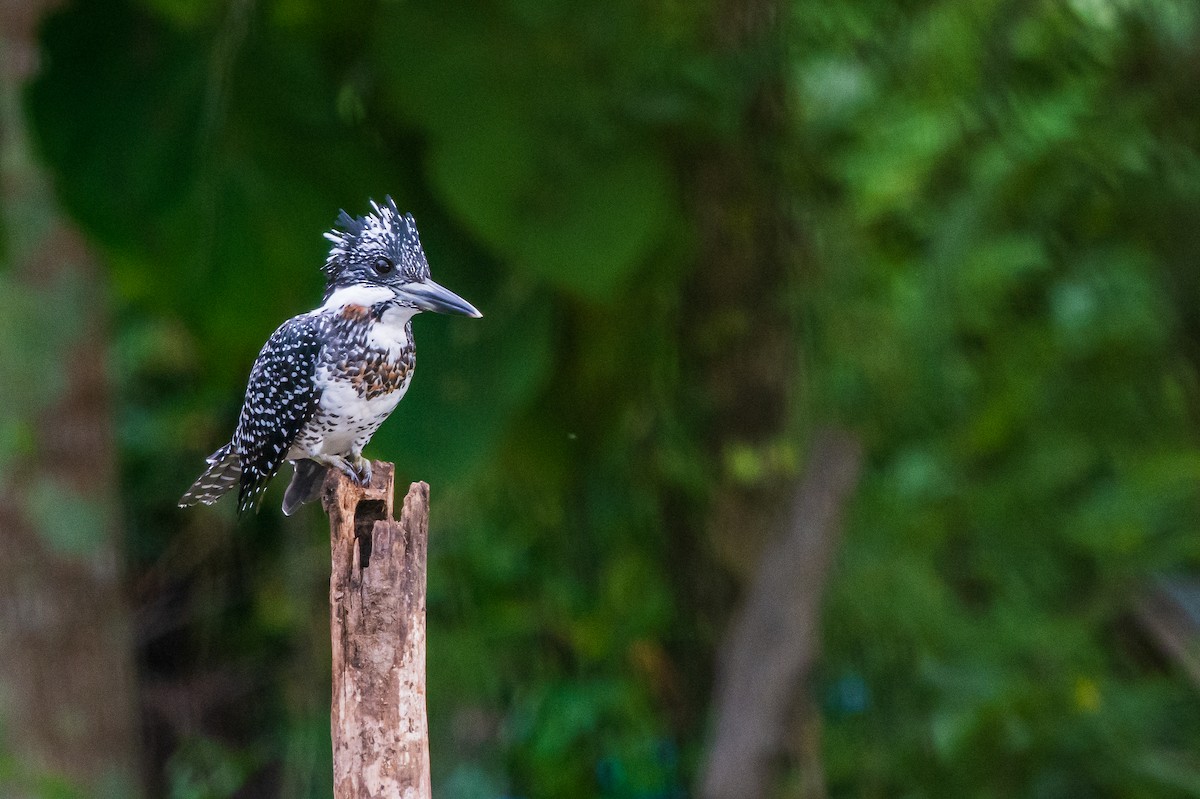 Crested Kingfisher - Marwin Pongprayoon