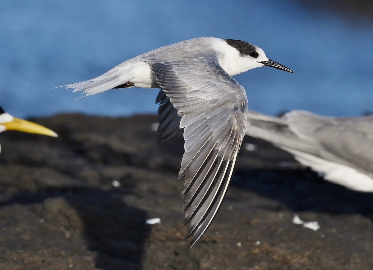 Common Tern (longipennis) - ML278596111