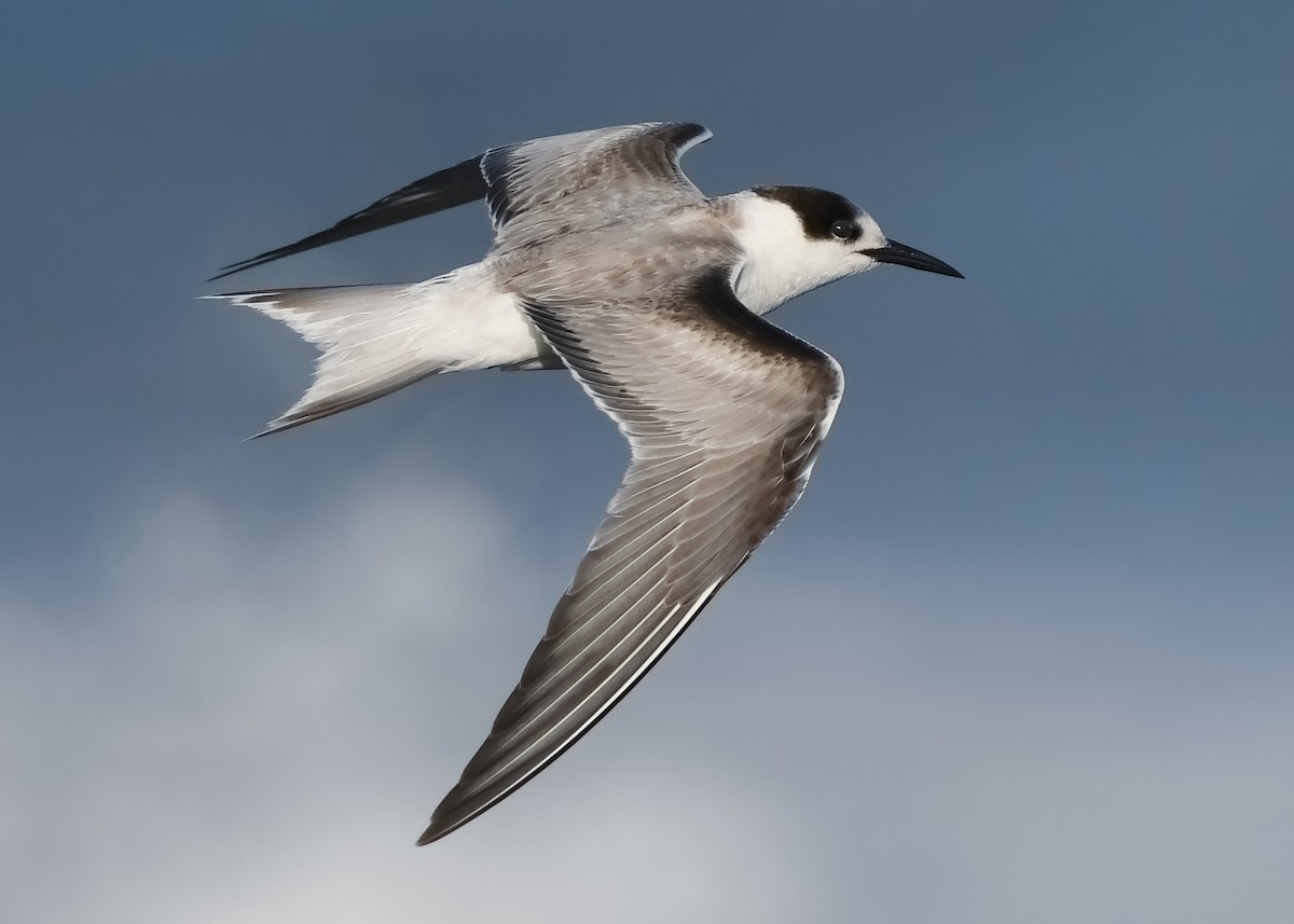 Common Tern (longipennis) - ML278596671