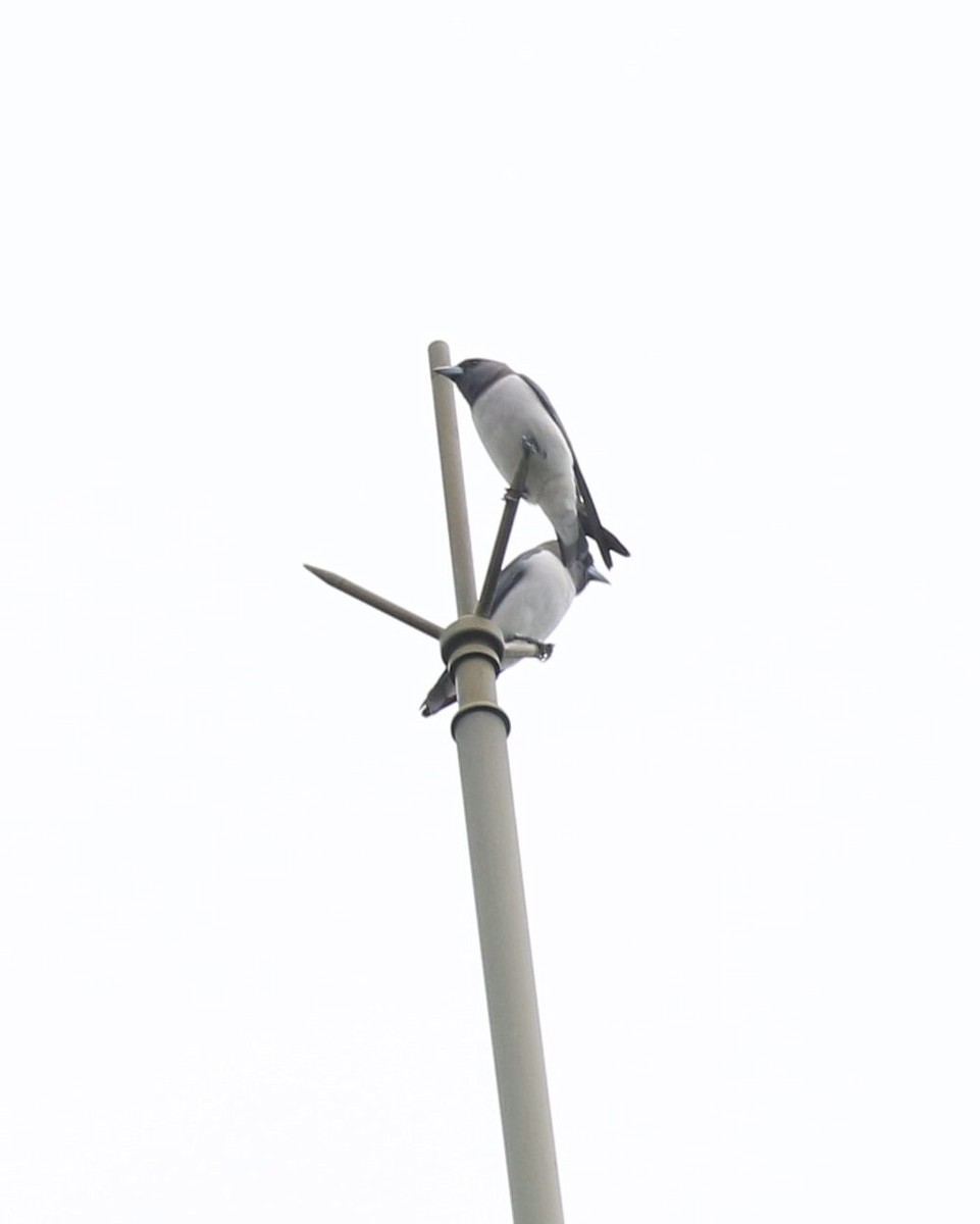 White-breasted Woodswallow - Swee Khoo