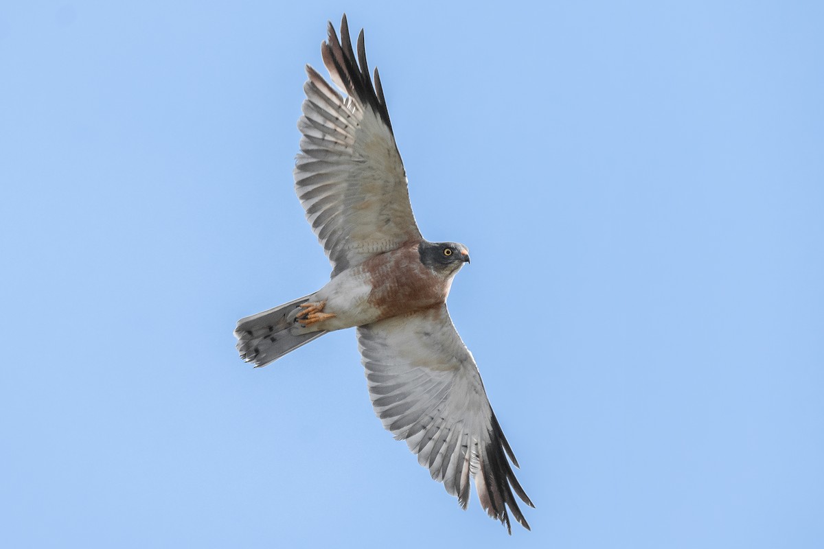 Chinese Sparrowhawk - ML278599111