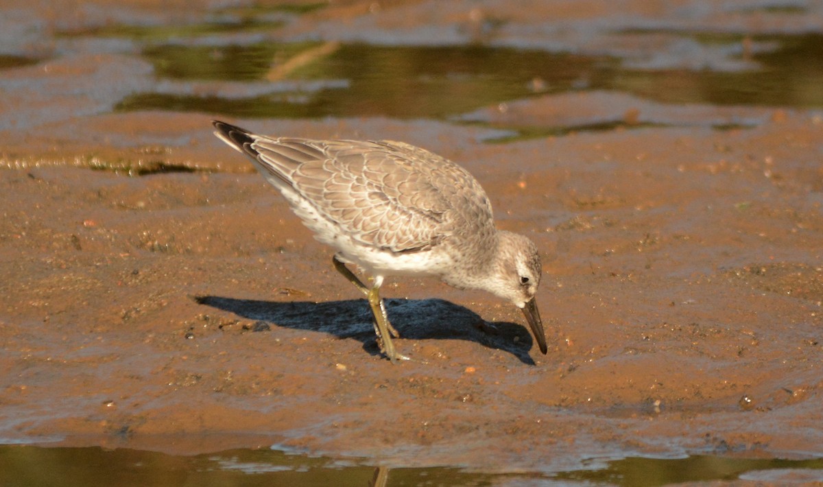 Red Knot - ML278604641
