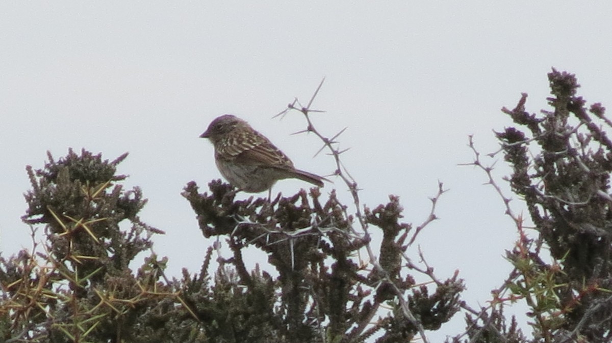 Rufous-collared Sparrow - ML278605741