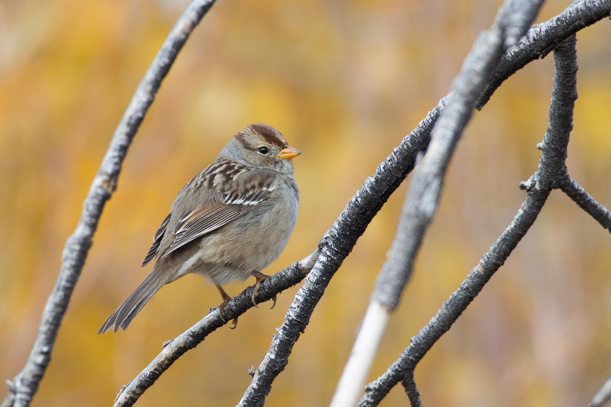 White-crowned Sparrow - ML278609441