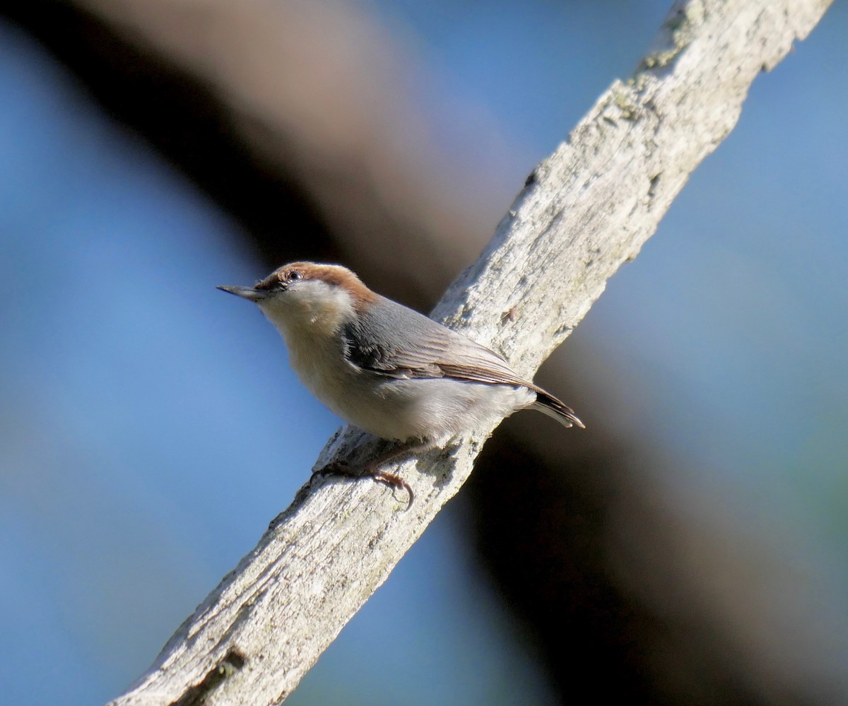 Brown-headed Nuthatch - Gallus Quigley