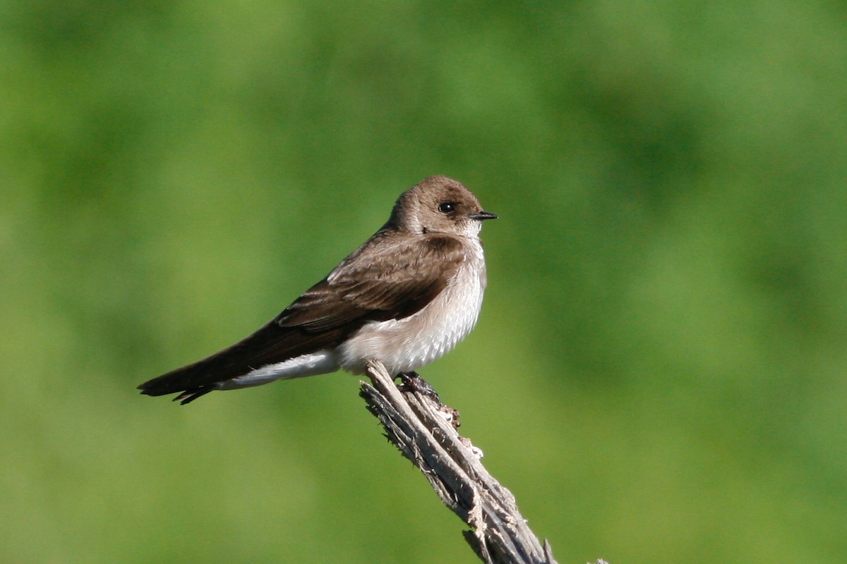 Northern Rough-winged Swallow - Oscar Johnson