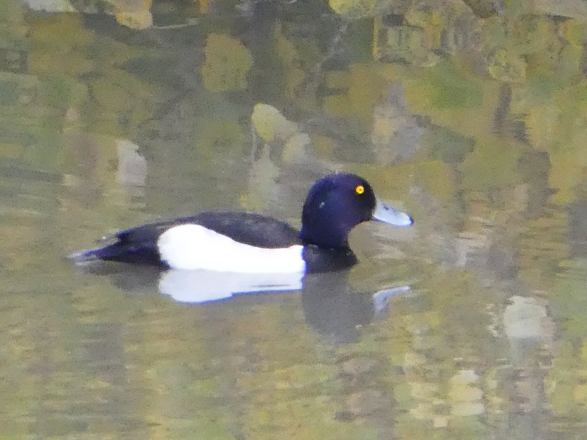 Tufted Duck - ML278615571