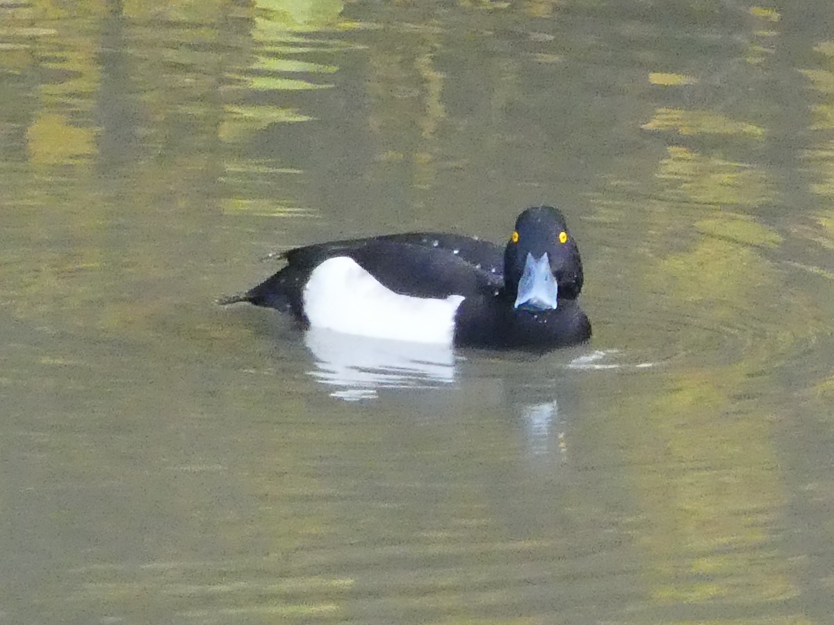 Tufted Duck - ML278615581