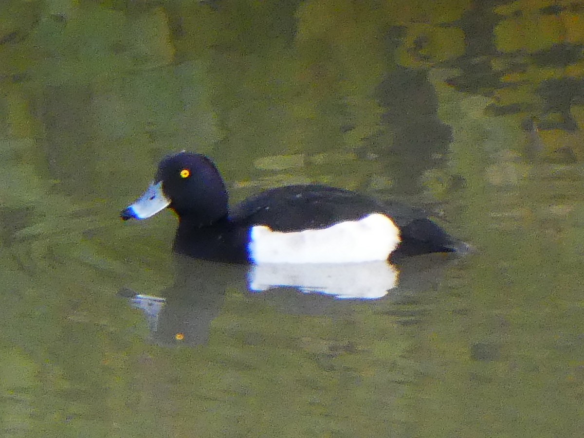 Tufted Duck - ML278615591