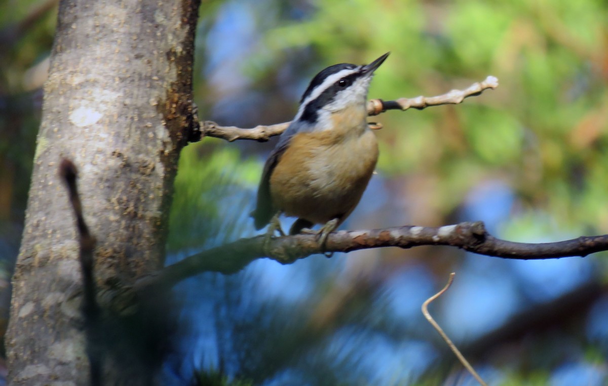 Red-breasted Nuthatch - ML278617951