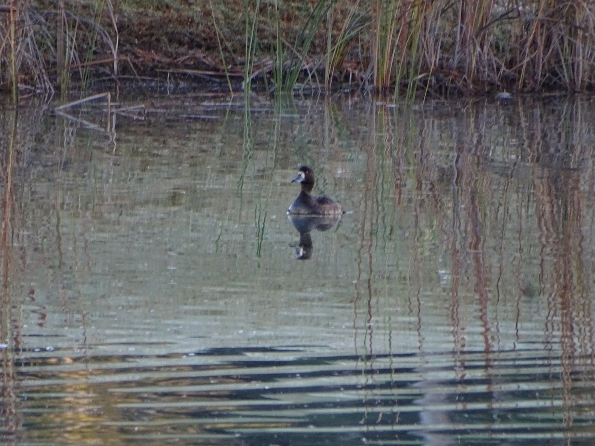 Greater Scaup - ML278628051