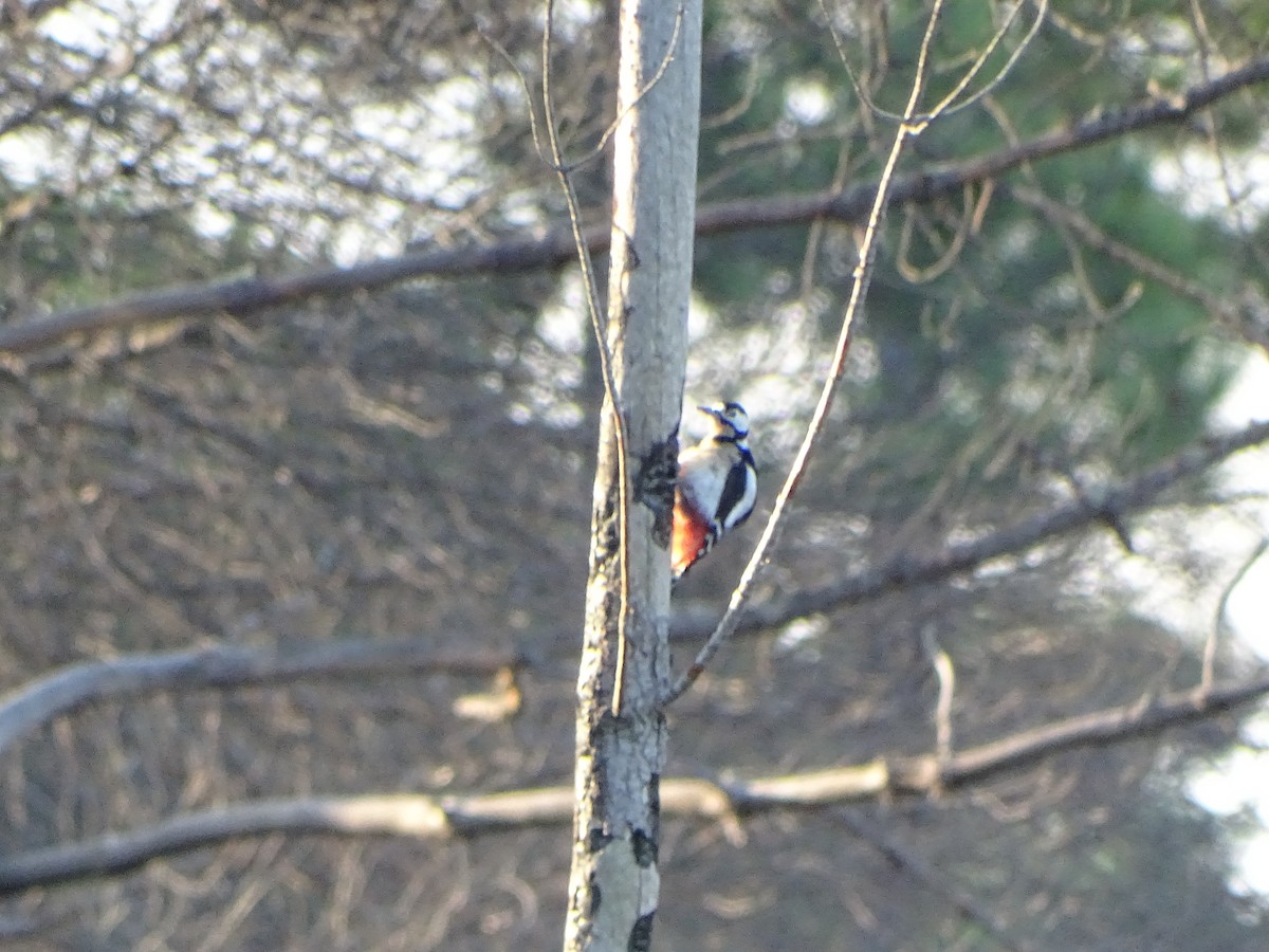 Great Spotted Woodpecker - ML278628201
