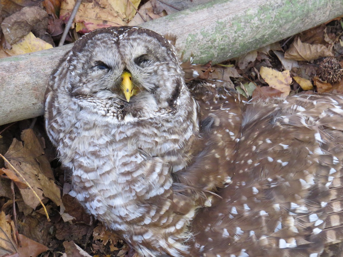 Barred Owl - ML278628971