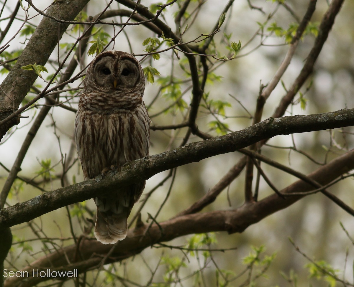 Barred Owl - Sean Hollowell