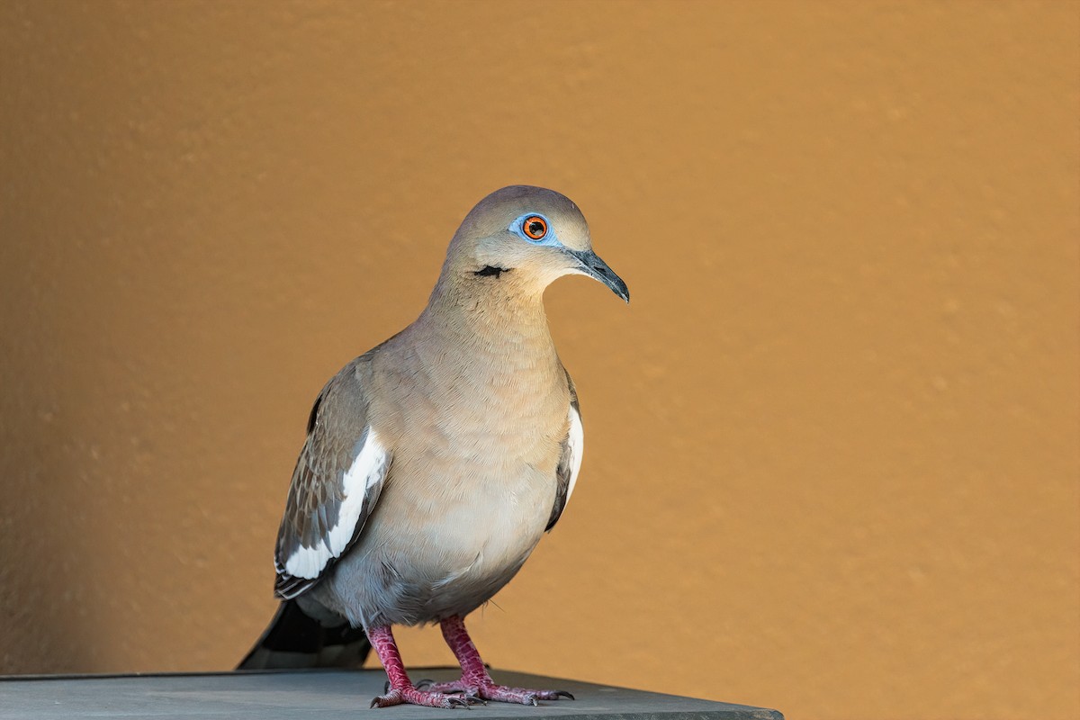 White-winged Dove - ML278632961