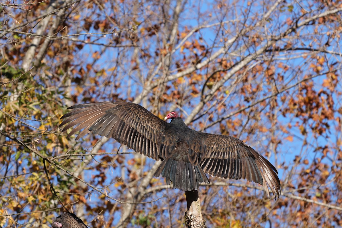 Turkey Vulture - ML278634431