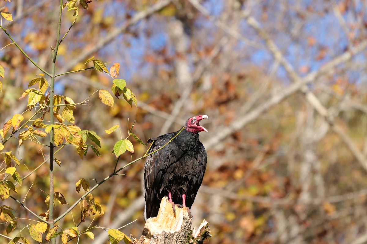 Turkey Vulture - ML278634441