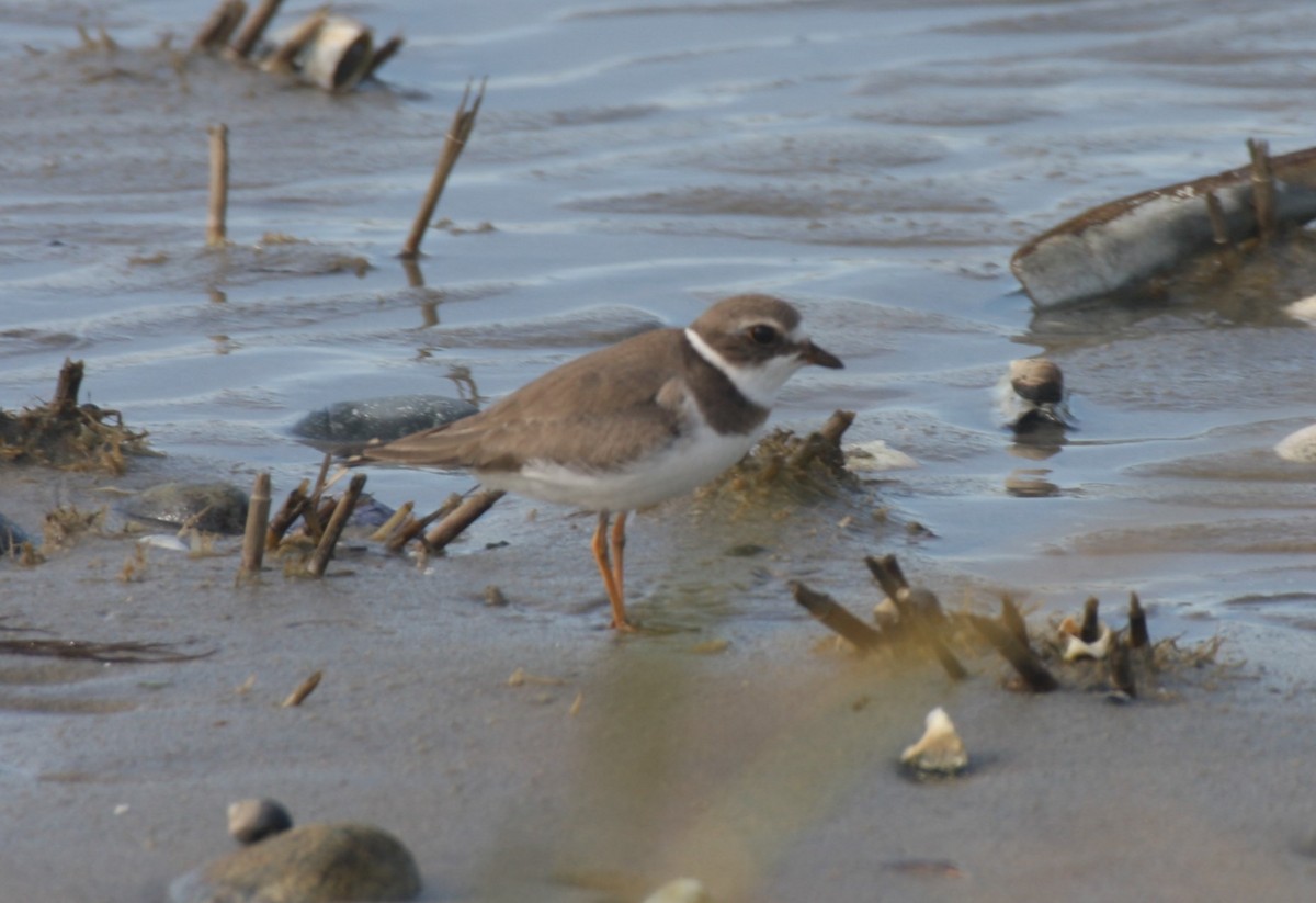 Semipalmated Plover - ML278635161
