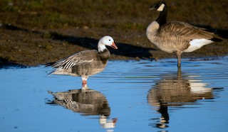 Snow Goose, ML278637331